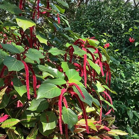 Finca Mystica Merida Екстер'єр фото