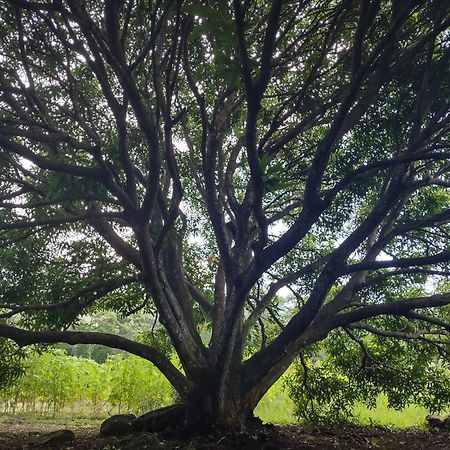 Finca Mystica Merida Екстер'єр фото