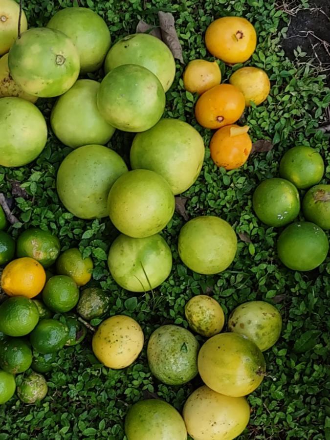 Finca Mystica Merida Екстер'єр фото